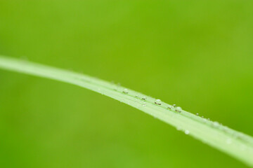 Fototapeta na wymiar Ein grüner Grashalm nach Regen mit Wassertropfen vor grünem Hintergrund