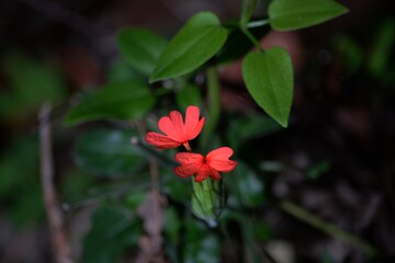 Pink flower with green leafs background.