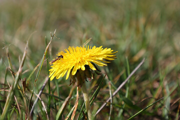Yellow dandelion blossomed on a green meadow