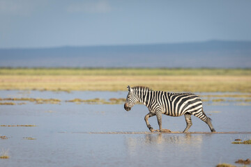 Fototapeta na wymiar Adult zebra walking through water in Amboseli Kenya