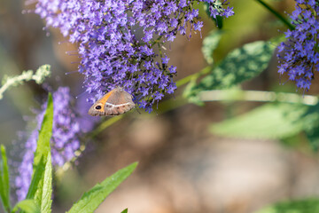 lilac wild flower among the undergrowth