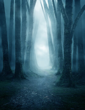 A dark and moody forest pathway covered in mist. Photo composite.