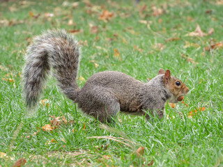Naklejka na ściany i meble A humorous shot of a cute Grey Squirrel (Sciurus carolinensis) with an acorn in its mouth