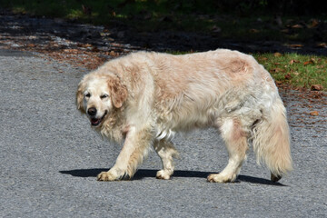 Ein zotteliger reinrassiger Golden Retriever