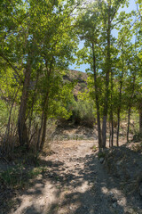 I walk among the poplars in the field