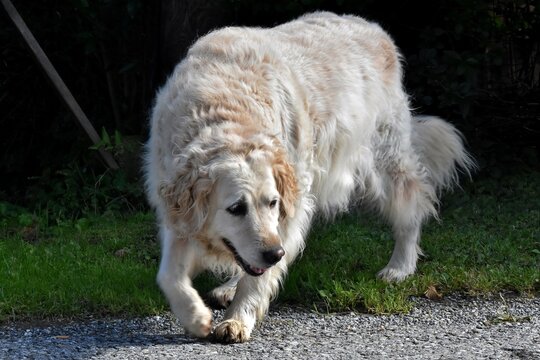 Jana, eine zottelige Golden Retriever H&uuml;ndin (Nahaufnahme)