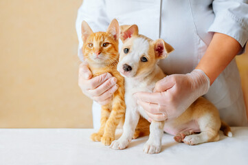 Vet examining dog and cat. Puppy and kitten at veterinarian doctor. Animal clinic. Pet check up and...