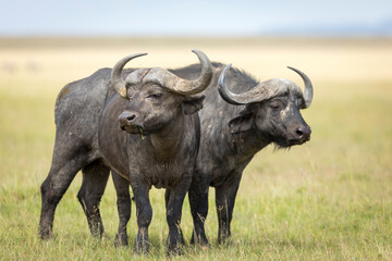 Twee buffels staan waakzaam in de vlaktes van Masai Mara in Kenia