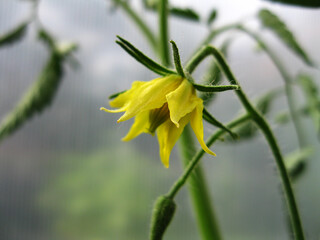 yellow tomato flower