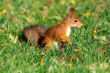Naklejka na ściany i meble A red fluffy squirrel stands on its hind legs