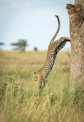 Vertical portrait of an adult giraffe standing in Serengeti plains in Tanzania