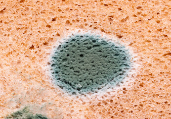multicolored mold on rye bread on white background