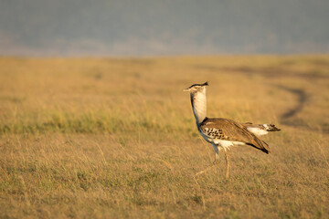 Kori bustard walking in Masai Mara plains in Kenya