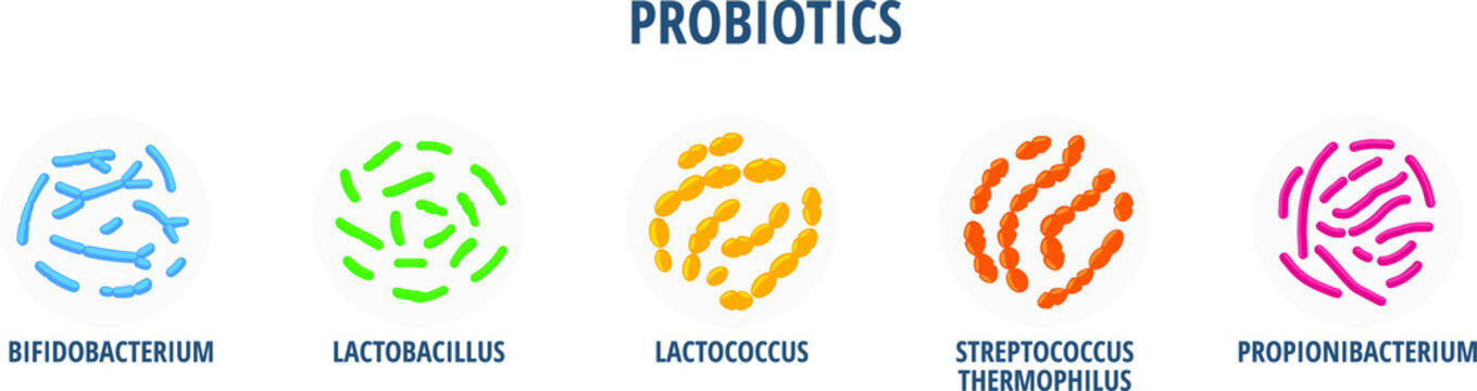 Probiotics types: Bifidobacterium, Lactobacillus, Lactococcus, Streptococcus Thermophilus, Propionibacterium. Human good gut microflora. Yogurt bacteria cultures. Flat realistic vector illustration.