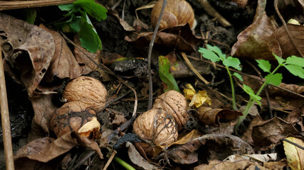 walnuts in the garden. search for the harvest of nuts in the leaf