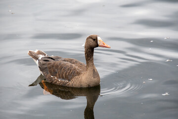 A white-fronted goose swimming in the lake.   Vancouver BC Canada
