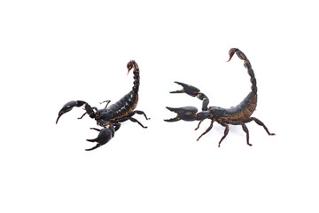 dinosaur isolated on white background