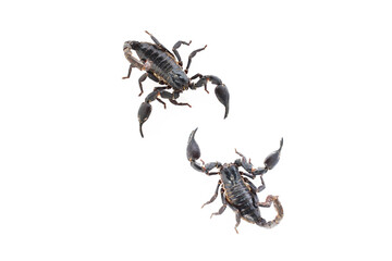 scorpion isolated on white