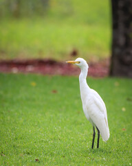 White heron