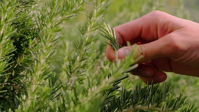 Fresh rosemary herb grows outdoor