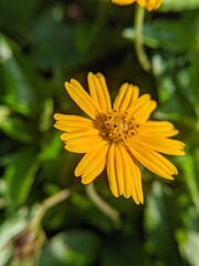 Flower Smiling Seeing Sun Rise 