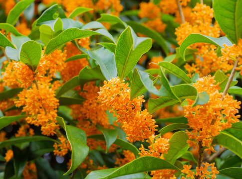 Yellow flowers of Sweet Osmanthus Osmanthus fragrans var. aurantiacus - are blooming,Close up,Blurred green leaves background.