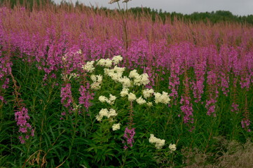 the healing meadow of blooming fireweed, fireweed
