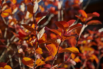Autumn background. Orange and red autumn leaves on a tree branch in the sun