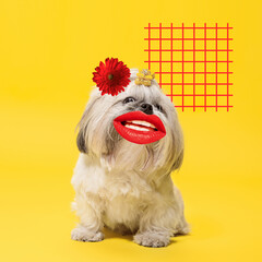 Romantisch. Modernes Design. Zeitgenössische Kunstcollage mit süßem Hund und trendigem farbigem Hintergrund mit geometrisch gestalteten Elementen. Inspirierendes Kunst-, Haustier-, Tier-, Stil- und Modekonzept. Exemplar. © master1305