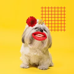 Romantisch. Modernes Design. Zeitgenössische Kunstcollage mit süßem Hund und trendigem farbigem Hintergrund mit geometrisch gestalteten Elementen. Inspirierendes Kunst-, Haustier-, Tier-, Stil- und Modekonzept. Exemplar. © master1305