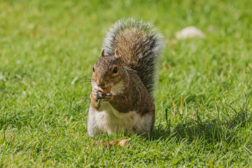 Squirrel eating hazelnut fruit in garden
