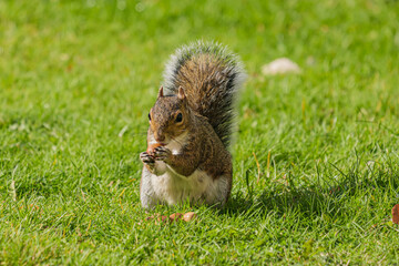 Squirrel eating hazelnut fruit in garden
