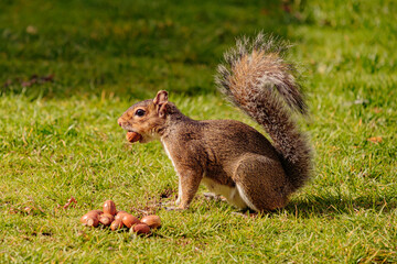Naklejka na ściany i meble Squirrel eating hazelnut fruit in garden 