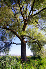 Obraz premium Briere Regional Natural Park in Loire atlantique country