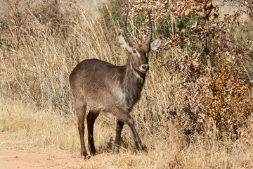 Waterbuck male ram (Kobus ellipsiprymnus) standing in front of trees with autumn colors background...