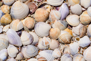 Background from seashells. Beach from seashells close up. View from above.