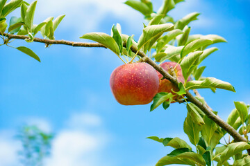 青空と実る　真っ赤なリンゴ