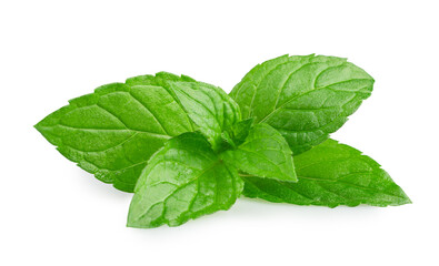 mint isolated on white