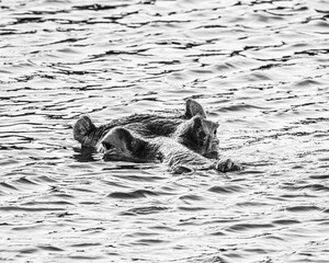 Fototapeta premium Hippopotamus