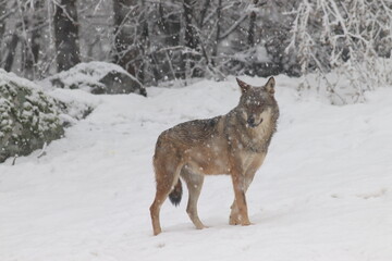 Lone wolf in the snow