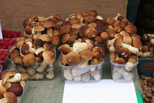 A fresh autumn porcini mushrooms in blastic boxes