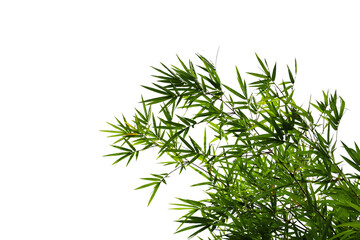 Obraz premium Branches of bamboo tree isolated on white background