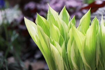 春のギボウシの芽生え