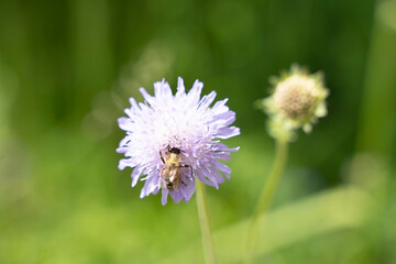 honey bee at work