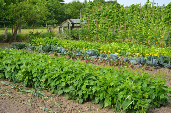 Beautiful vegetable garden plants and vegetables growth in summer