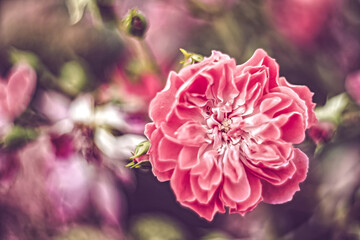 pink and white peony