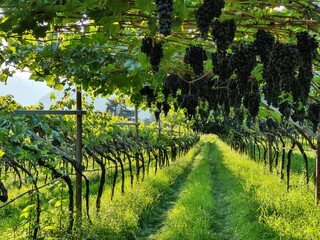 pergola style wine cultivation in South Tyrol