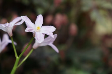 春　半日陰に咲くチオノドグサ　ピンク色