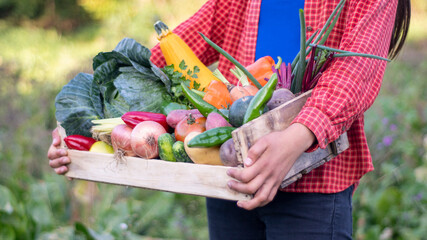 Farmer holding wooden Box full of Vegetables on the organic farm. Hands of a caucasian woman with a crate in the garden.