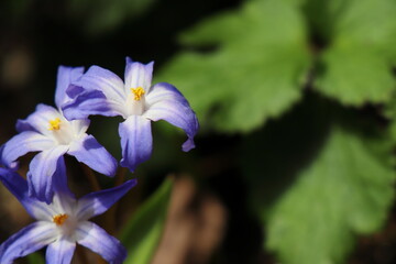 春　半日陰に咲くチオノドグサ　白と紫色